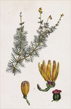 Myriophyllum alterniflorum; Alternate-flowered Water-Milfoil
