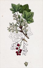Ribes rubrum, var. Smithianum; Red Currant, var. y.