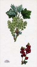 Ribes rubrum, var. spicatum; Red Currant, var. d.