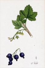 Ribes nigrum; Black Currant