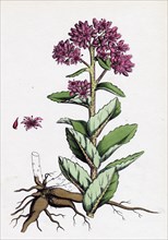 Sedum purpurascens; Broad-leaved Orpine