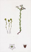 Sedum villosum; Hairy Stone-crop