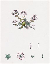 Sedum dasyphyllum; Thick-leaved Stone-crop