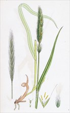 Hordeum sylvaticum; Wood Barley