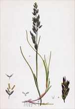 Sclerochloa maritima; Creeping Sea Meadow-grass