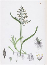 Poa annua; Annual Meadow-grass