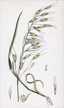 Avena strigosa; Black Oat