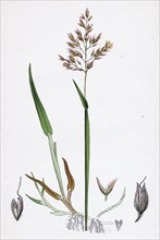 Holcus mollis; Creeping Soft-grass