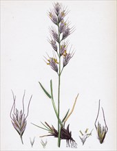 Avena pratensis, var. genuina; Glabrous Oat-grass, var. a.