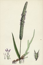 Phleum pratense, var. genuinum; Common Timothy-grass, var. a.