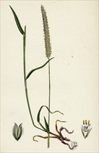 Phleum Böhmeri; Purple-stalked Timothy-grass
