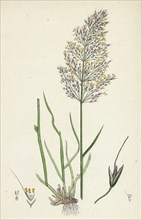 Agrostis Spica-venti; Spreading Silky Bent-grass