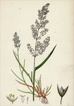 Agrostis alba, var. genuina; Marsh Bent-grass, var. a.