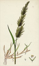 Agrostis alba, var. stolonifera; Marsh Bent-grass, var. B.