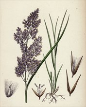 Calamagrostis lanceolata; Purple-flowered Small-reed