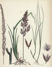 Calamagrostis stricta; Narrow Small-reed, var. a.