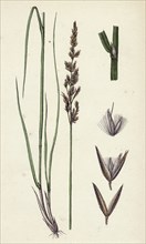 Calamagrostis stricta, var. llookeri; Narrow Small-reed, var. B.