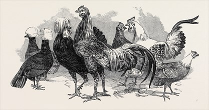 POLISH FOWLS, FIRST PRIZE: MR. TYLER, FOWLS FROM CHINA, FIRST PRIZE: MR. BAKER, SILVER-SPANGLED