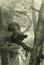 Wood Grouse, Austria, 1891