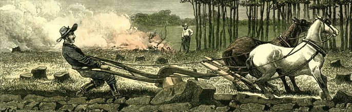 Canada, Farm life, 1880, Breaking up new ground, stuck in a root