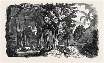 MAHOGANY TREES IN THE WEST INDIES