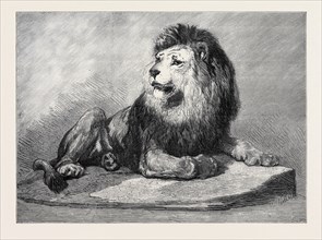 THE OLD LION OF THE ZOOLOGICAL SOCIETY'S COLLECTION, LONDON, 1873