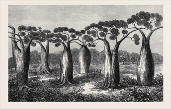 BOTTLE-TREES OF QUEENSLAND, NORTH AUSTRALIA, 1873