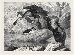 THE DARTER AND STILT PLOVER IN THE ZOOLOGICAL SOCIETY'S GARDENS, LONDON, 1873