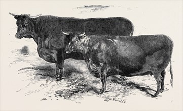 MEETING OF THE ROYAL AGRICULTURAL SOCIETY AT SALISBURY: DEVONS, NO. 176, FIRST PRIZE BULL, Ã‚Â£30,
