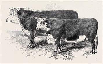 MEETING OF THE ROYAL AGRICULTURAL SOCIETY AT SALISBURY: HEREFORDS, NO. 111, FIRST PRIZE BULL,