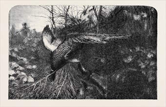 PHEASANT SHOOTING, DRAWN BY WOLF