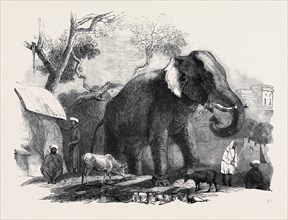 ELEPHANT BELONGING TO THE RAJAH OF BHURTPORE
