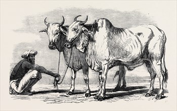 GUZERAT OXEN, FROM A DRAWING BY W. CARPENTER, JUN.