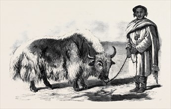 THE YAK, OR THIBET OX, FROM A DRAWING BY W. CARPENTER, JUN.