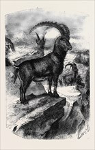 THE BOUQUETIN, OR STEINBOCK (CAPRA IBEX, LIN.)