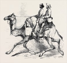 ONE OF BARRAS' " CAMEL CORPS," RAISED IN RAJPOOTANA.