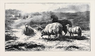 "SHEEP IN A LANDSCAPE (BRITTANY)" BY ROSA BONHEUR, IN THE FRENCH GALLERY