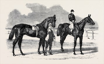 THE WINNERS OF THE DERBY AND THE OAKS, DRAWN BY BENJAMIN HERRING, MUSJID, THE WINNER OF THE DERBY;
