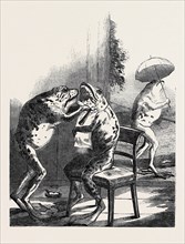 STUFFED FROGS, FROM WIRTEMBURG, FROM A DAGUERREOTYPE BY CLAUDET