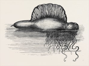 PHYSALIA, OR PORTUGUESE MAN-OF-WAR, LATELY FOUND ON THE SOUTH COAST OF ENGLAND, UK, 1869