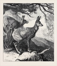 THE MUSK DEER AT THE ZOOLOGICAL SOCIETY'S GARDENS, 1869