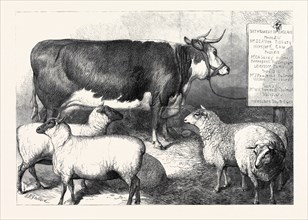 PRIZE COW AND SHEEP AT THE BATH AND WEST OF ENGLAND AGRICULTURAL SHOW, SOUTHAMPTON, 1869