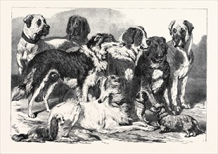 PRIZE DOGS IN THE NATIONAL DOG SHOW AT ISLINGTON, LONDON, UK, 1869