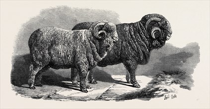 PURE SAXON MERINO RAMS, EXHIBITED AT BRESLAU, 1869