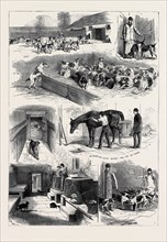 THE ROYAL BUCKHOUNDS: THE KENNELS AT ASCOT, 1880