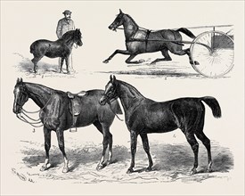 THE HORSE SHOW, 1880; 1. Mr. T.W. Blyth's Pony, Toby.; 2. Mr. W.H. Wilson's Lizzie Kendall.; 3.