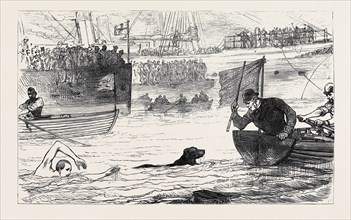 SWIMMING MATCH BETWEEN A DOG AND A MAN, 1880