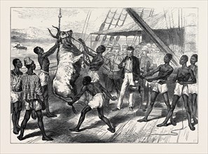 THE ASHANTEE WAR: SHIPPING BULLOCKS AT SIERRA LEONE FOR CAPE COAST CASTLE, 1874