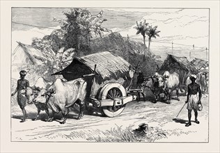 THE FAMINE IN BENGAL: BULLOCK HACKERIES FOR CARRYING GRAIN, 1874