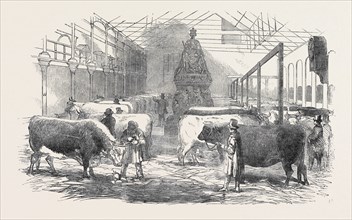 THE SMITHFIELD CLUB CATTLE SHOW-YARD